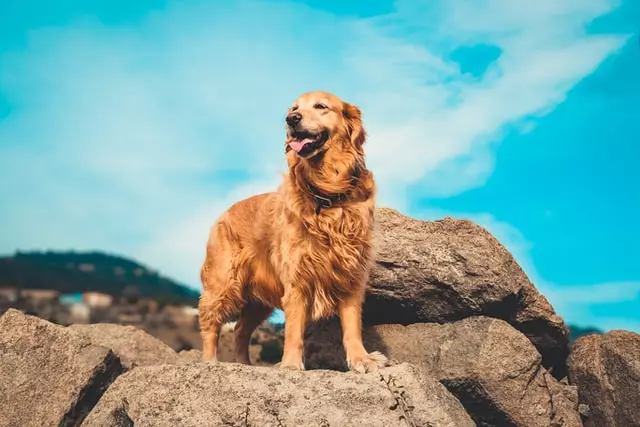 Which Dog Breed Is Better