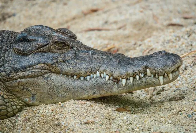 Video: Florida Man Captures Gator using Trash Can