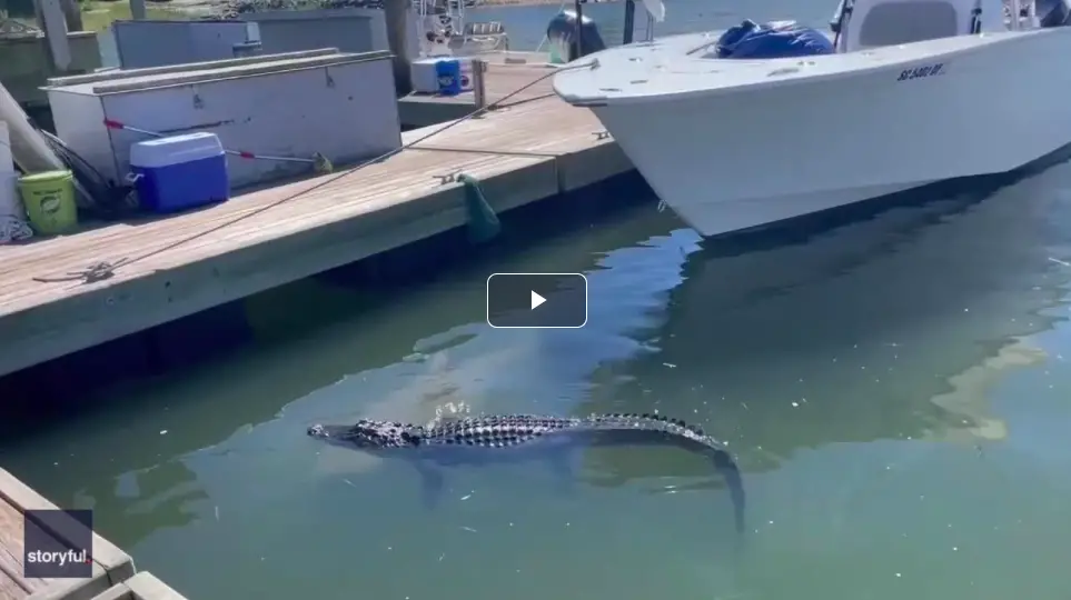 A Shark And Alligator Meet In South Carolina