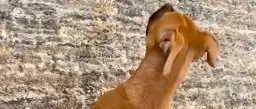 This Dogs Reaction To His Owner Is Priceless