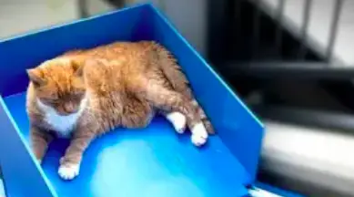 Man Does THIS For Pet