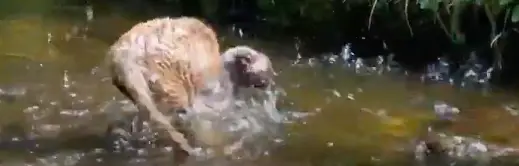 Cat\'s Hilarious Fail Goes Viral