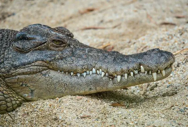 Video: Florida Man Captures Gator using Trash Can