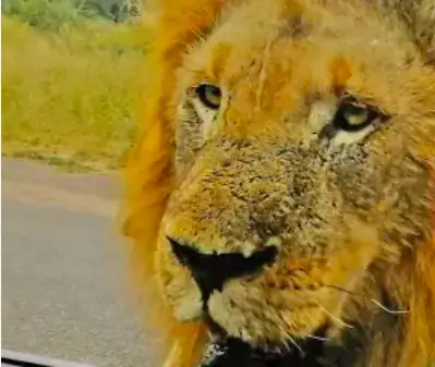 Tourist Comes Face To Face With A Lion