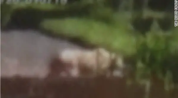 Video Shows A Giant Lion WHERE?