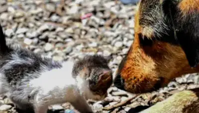 Dog\'s Incredible Save Is Heart-melting