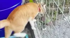 Man Makes Hilarious Tool For Cat